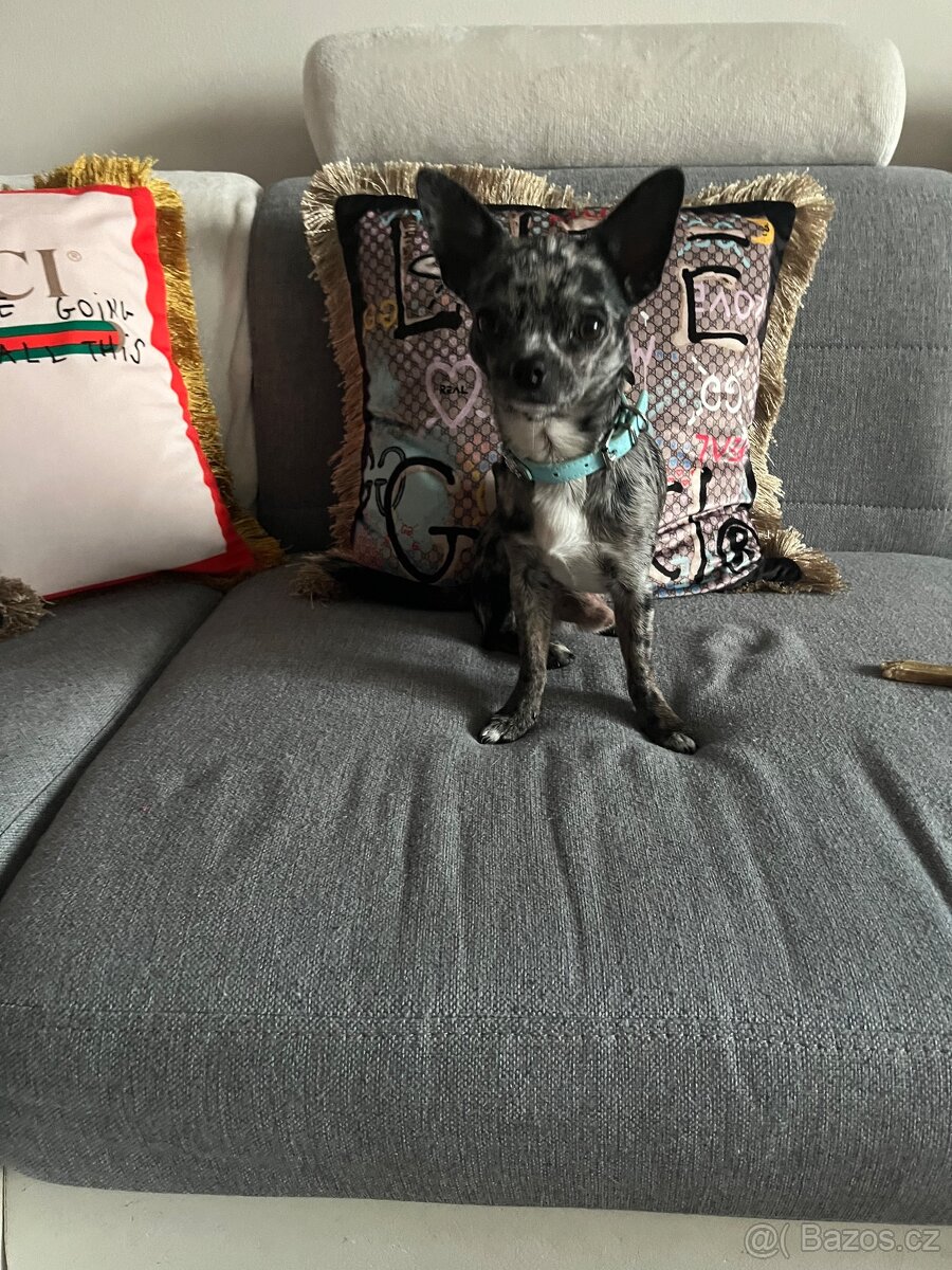 Čivava ke krytí - 2