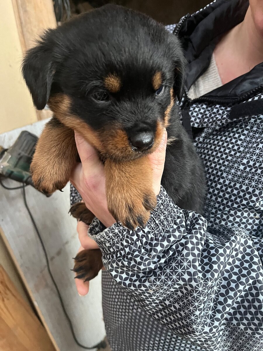 Štěňata rotvajlerů - 2