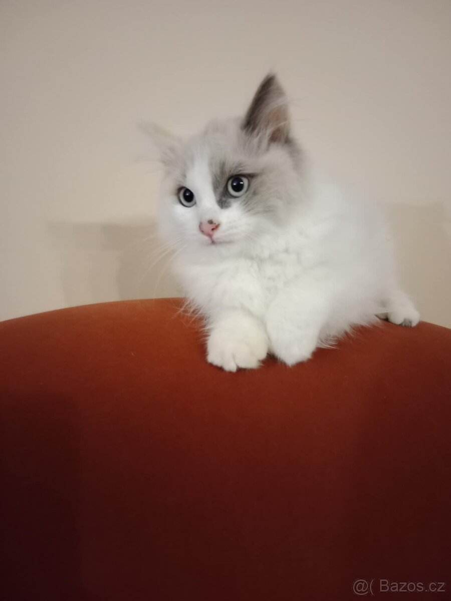 Ragdoll koťátka bez PP - 2