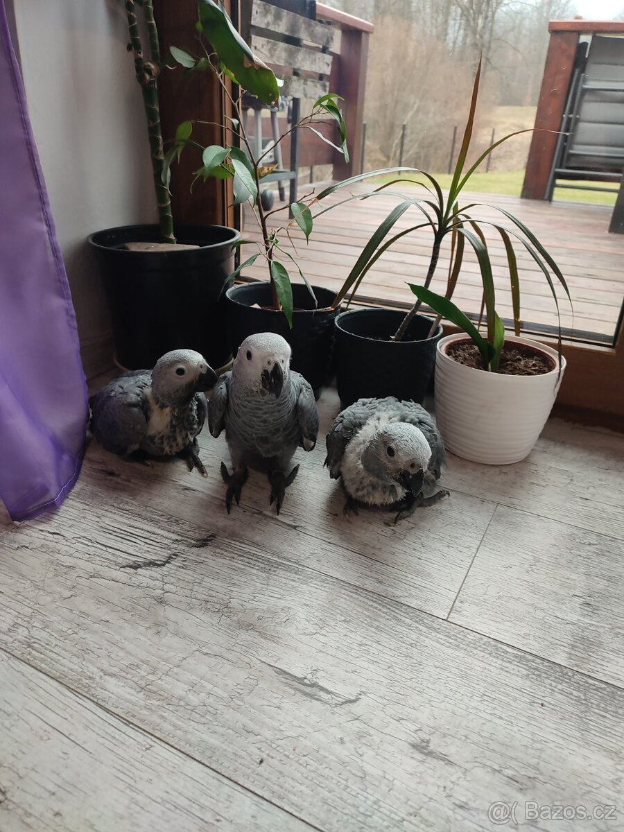Mláďátka papoušků - 2