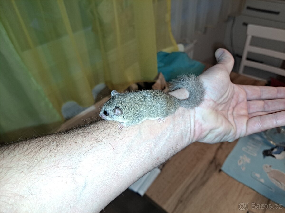 Plšík africký - 2