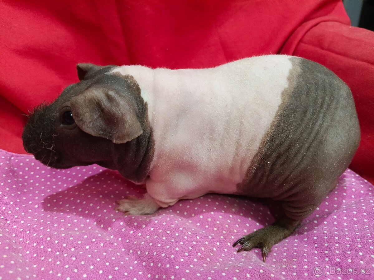 Morče skinny, sameček s PP - 2