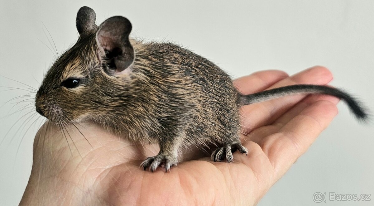 Osmák degu mláďata - 2