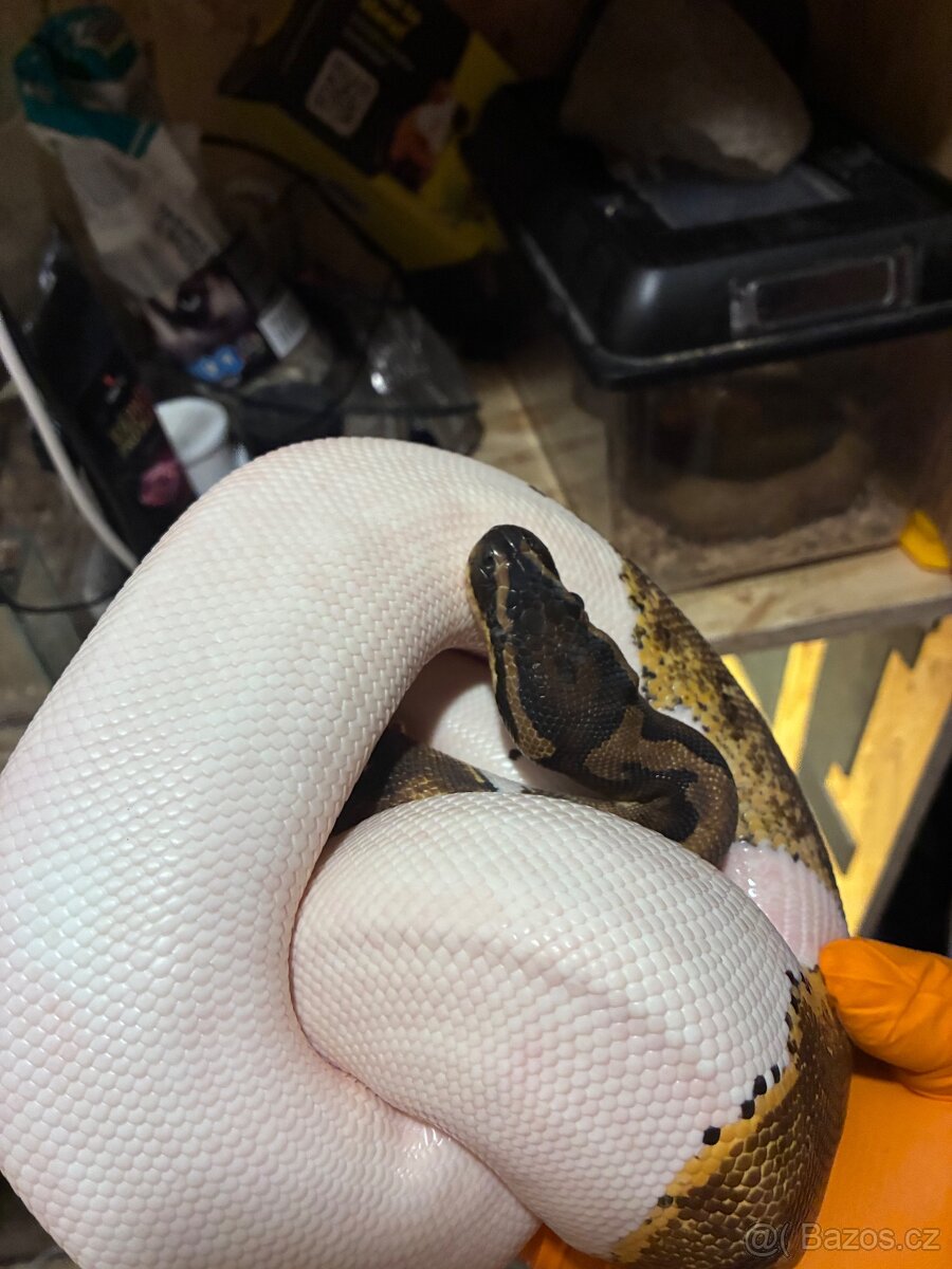 Prodám krajtu královskou (Python regius) - 2