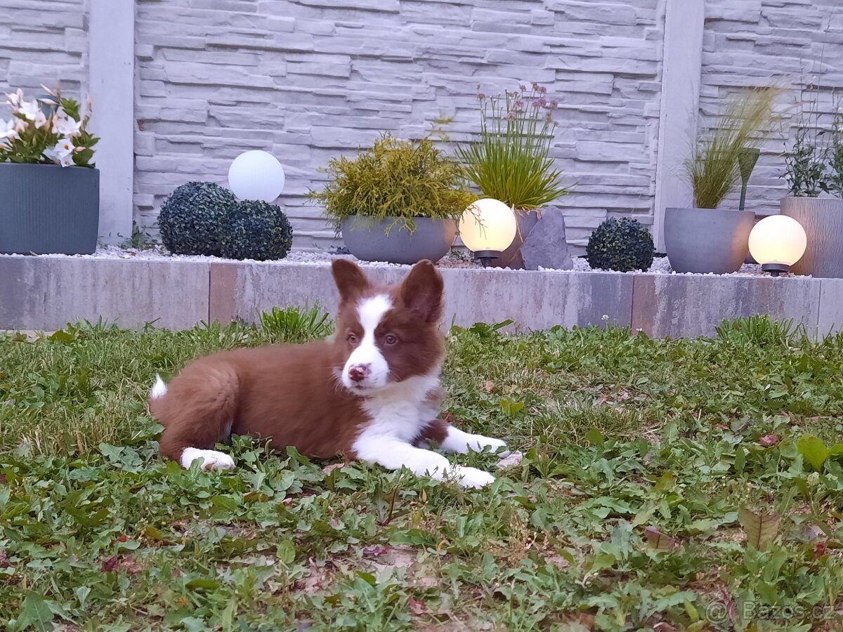 Border kolie - 2