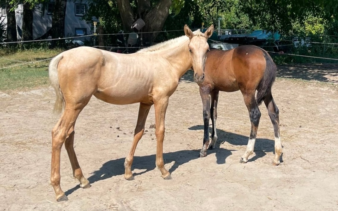 Lusitano klisna - 2