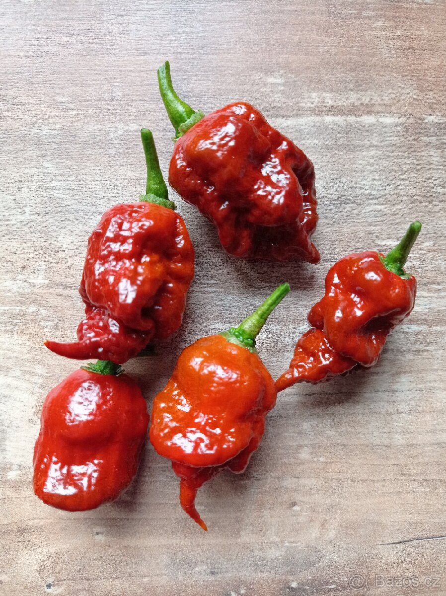 semínka chilli - 2