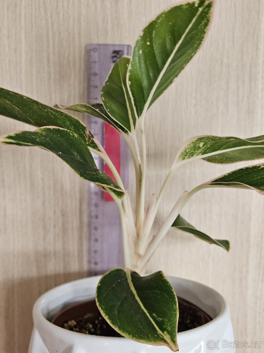 Aglaonema - Siam aurora pink - 2