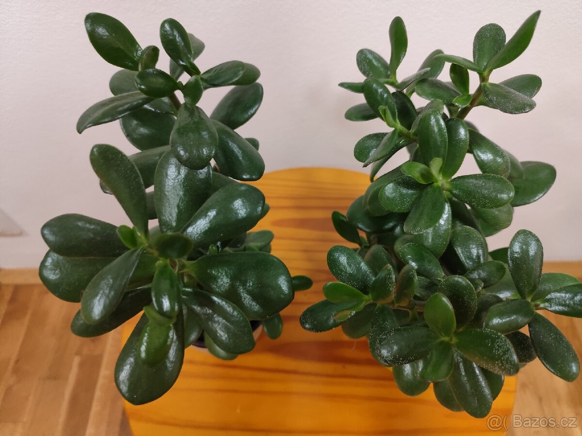 Tlustice vejčitá - 2