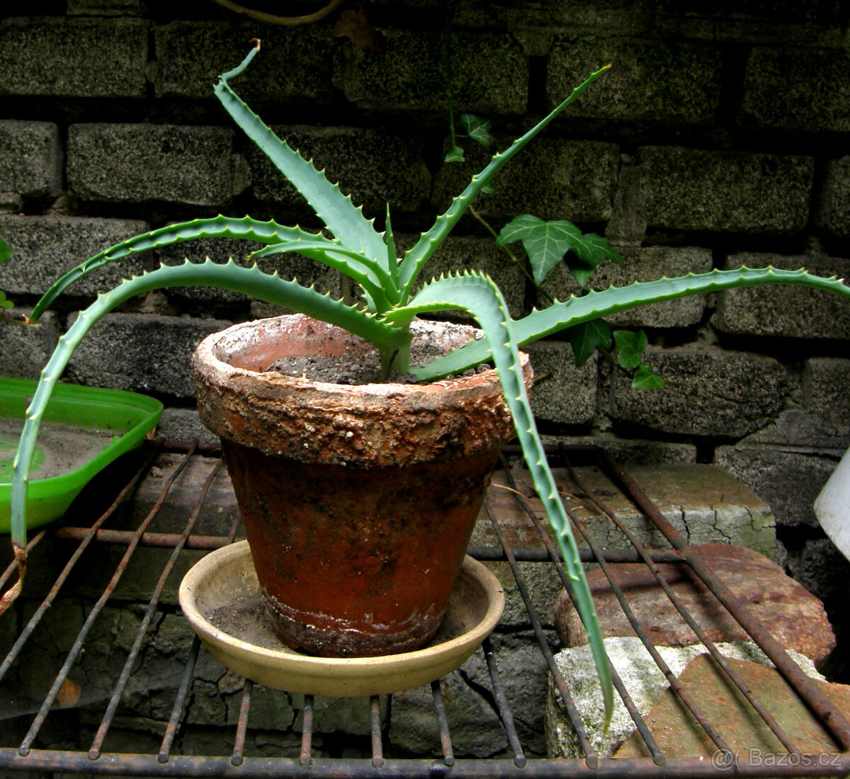 Aloe vera – léčivá rostlina, nenáročná pokojovka - 2