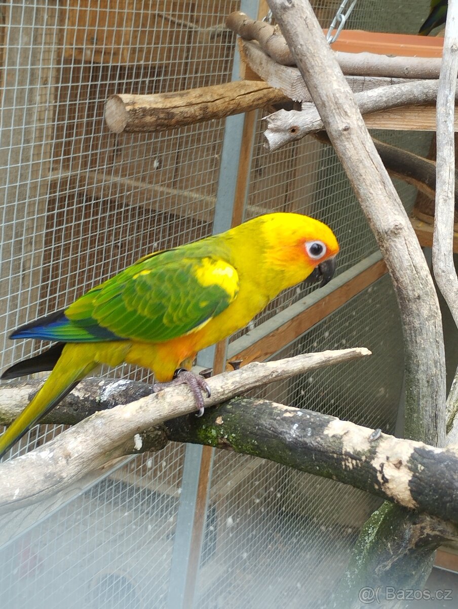 Aratinga Sluneční - 2