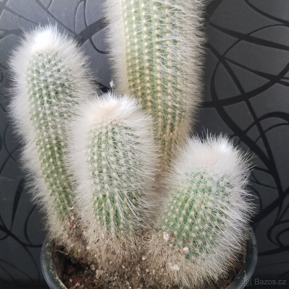 Velký kaktus 60 cm - 2