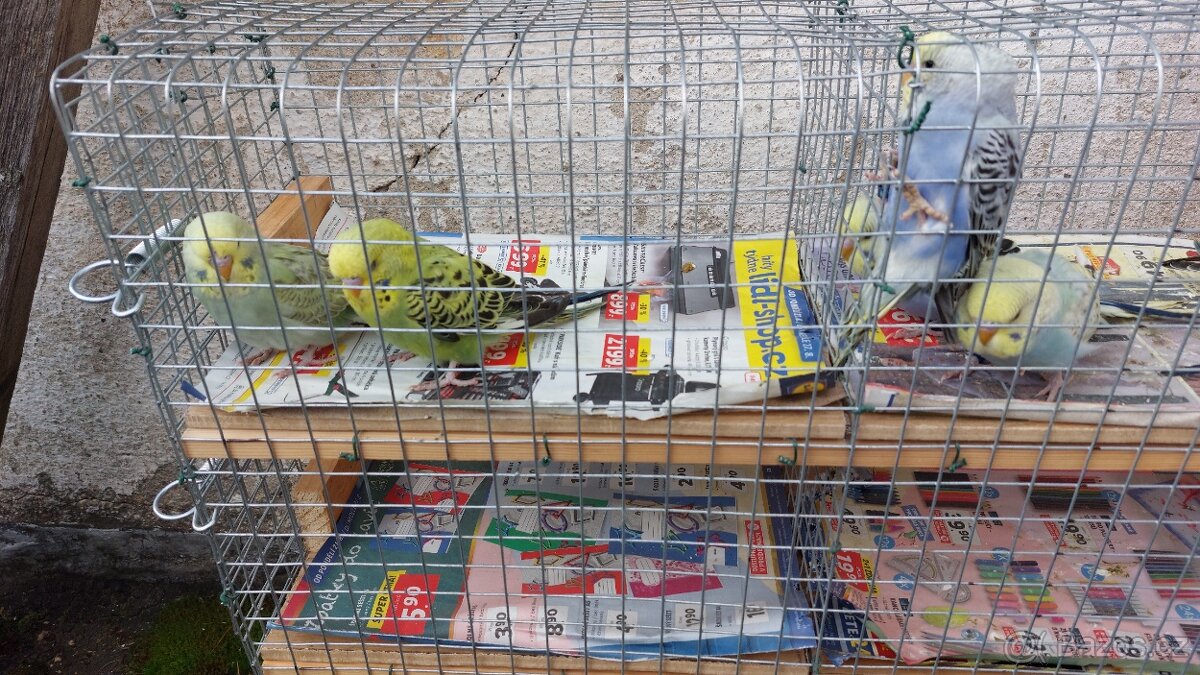 Andulky samečci - 2