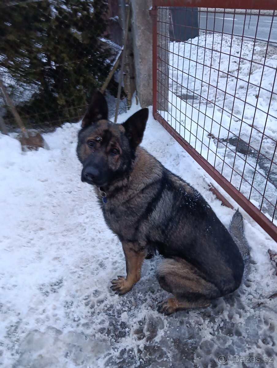 Daruji psa něm.ovcaka - 2