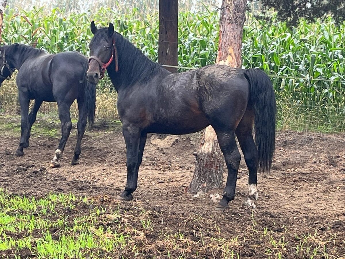 Slezský hřebec, 3 roky - 2