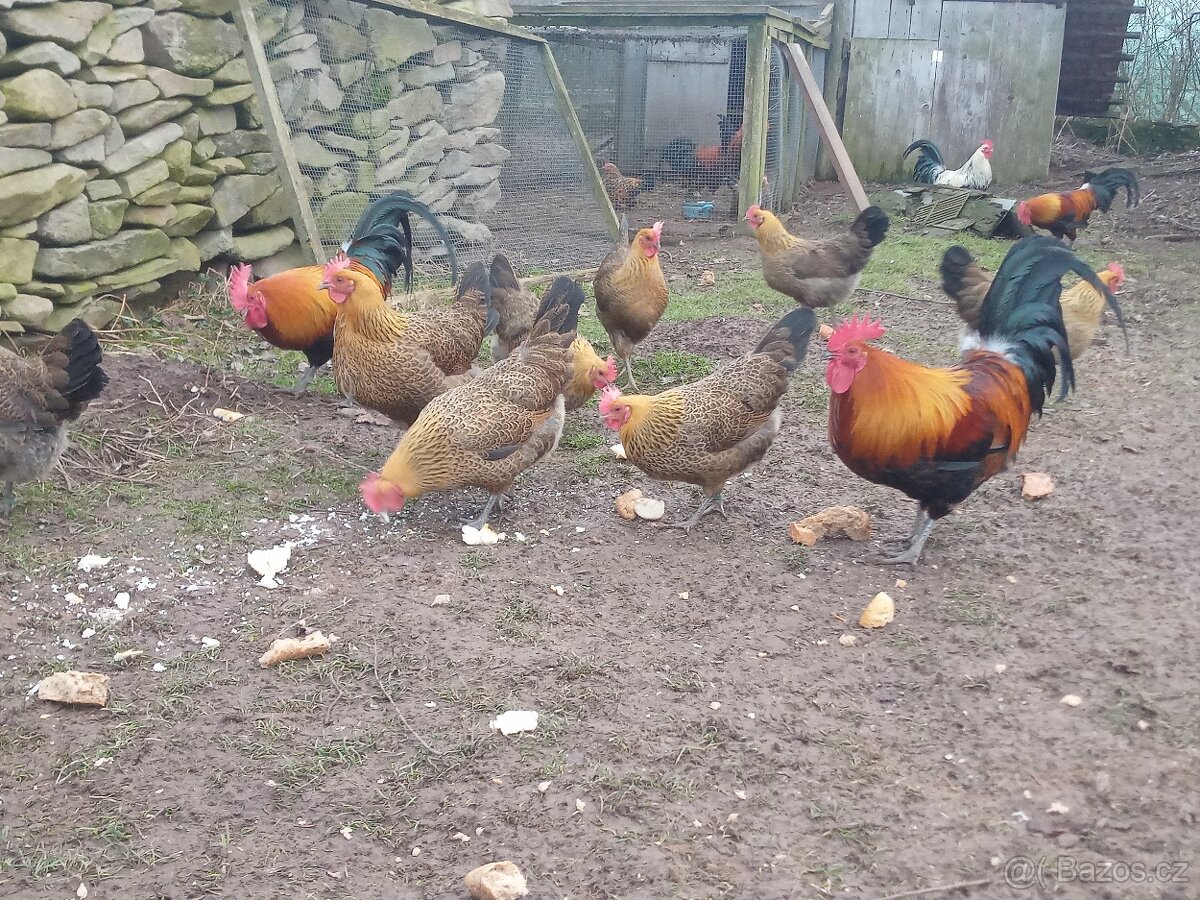 Česká zlatá kropenka - 2