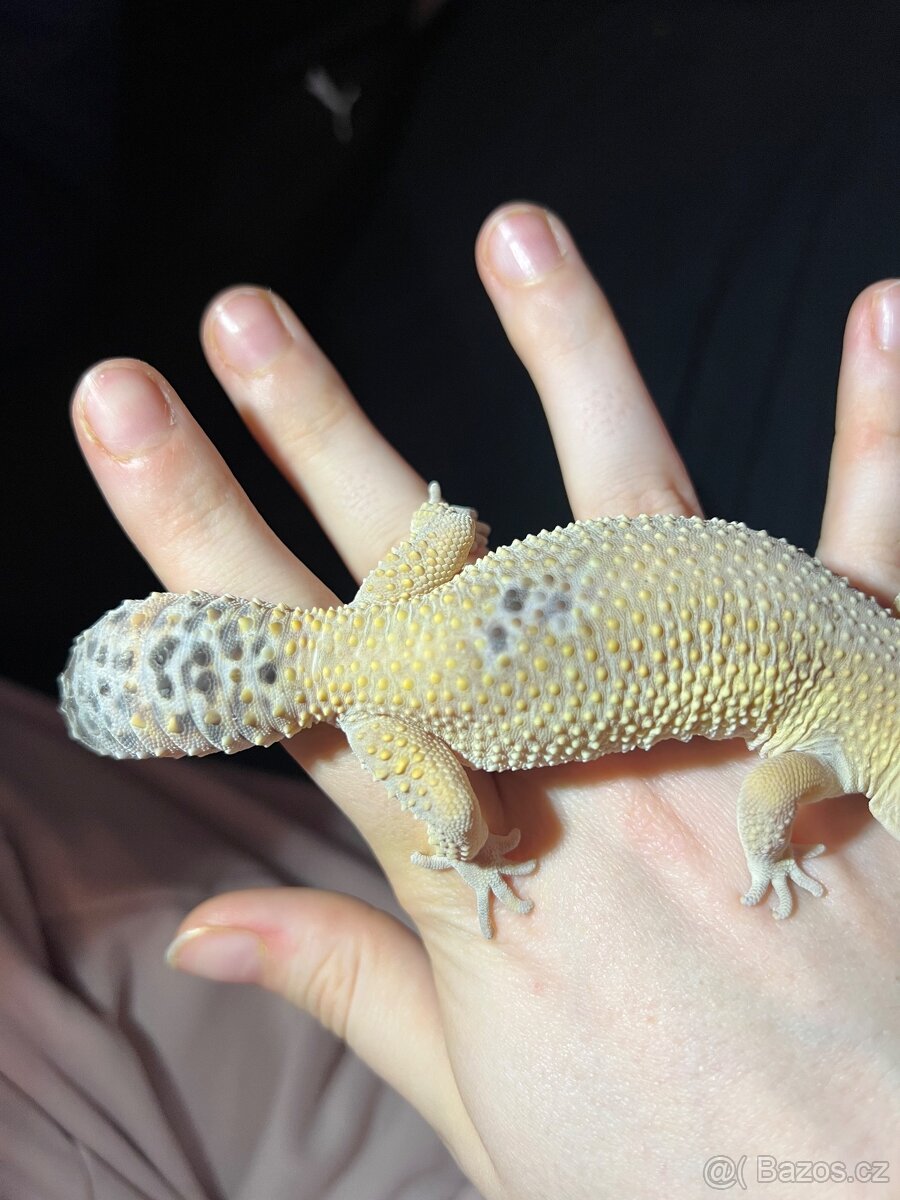 Prodám Gekončík Noční - 2