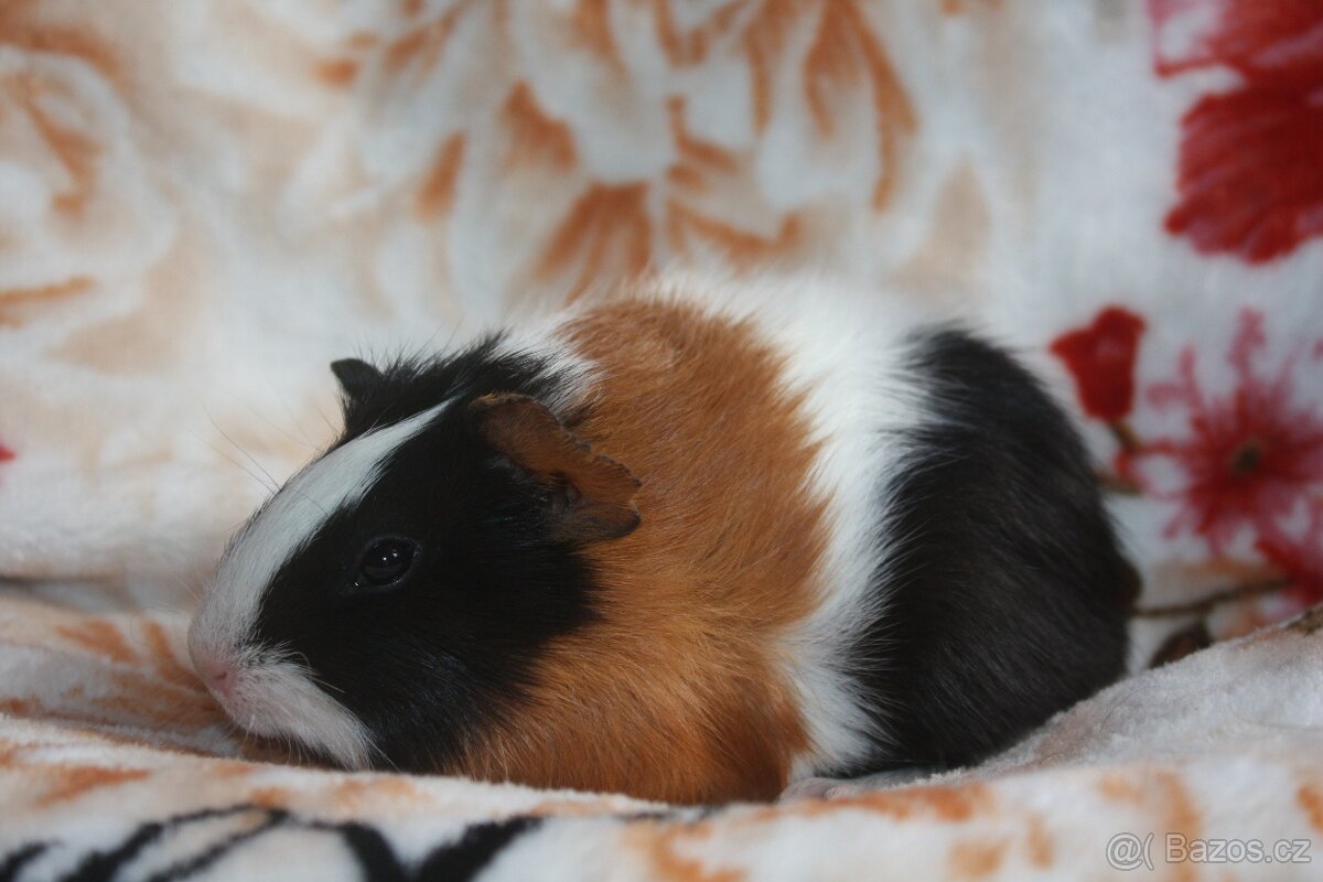 Morčátka krátkosrstá z chs - 2
