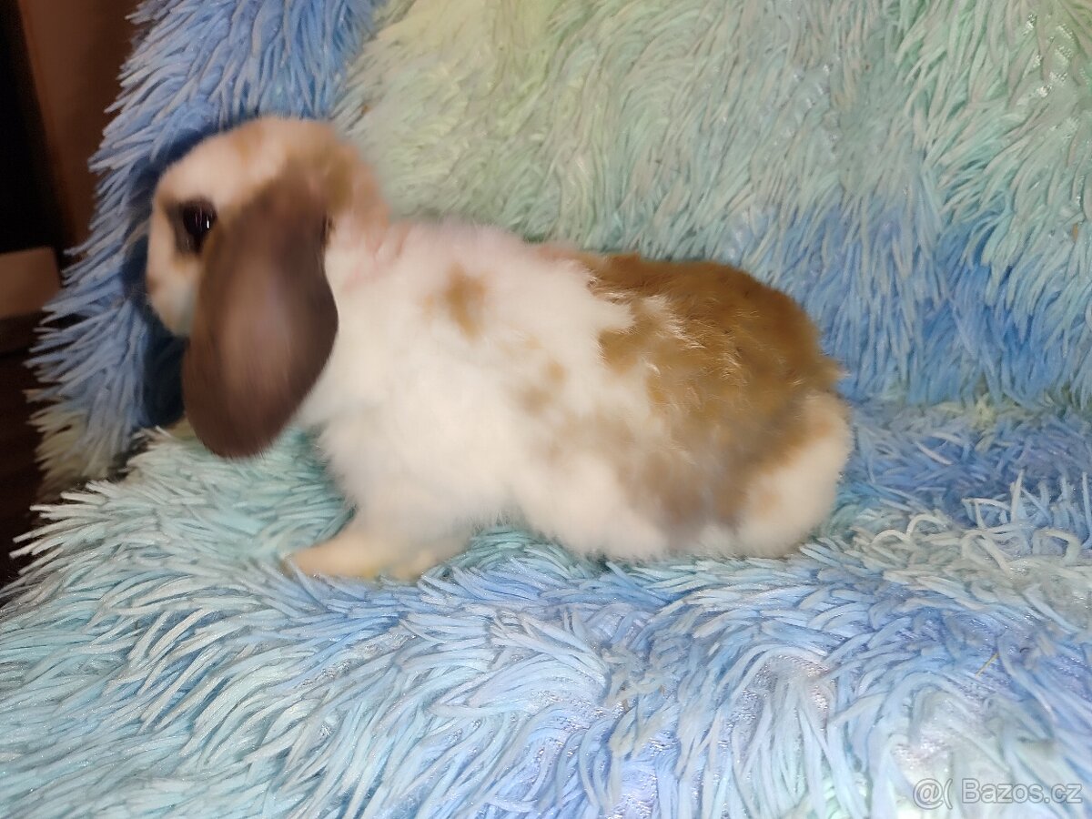 Zakrslý králík -beránek - 2