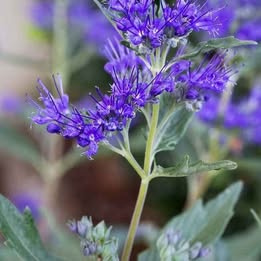 Prodám Ořechoplodec (Ořechokřídlec, Caryopteris) kvetoucí mo - 2