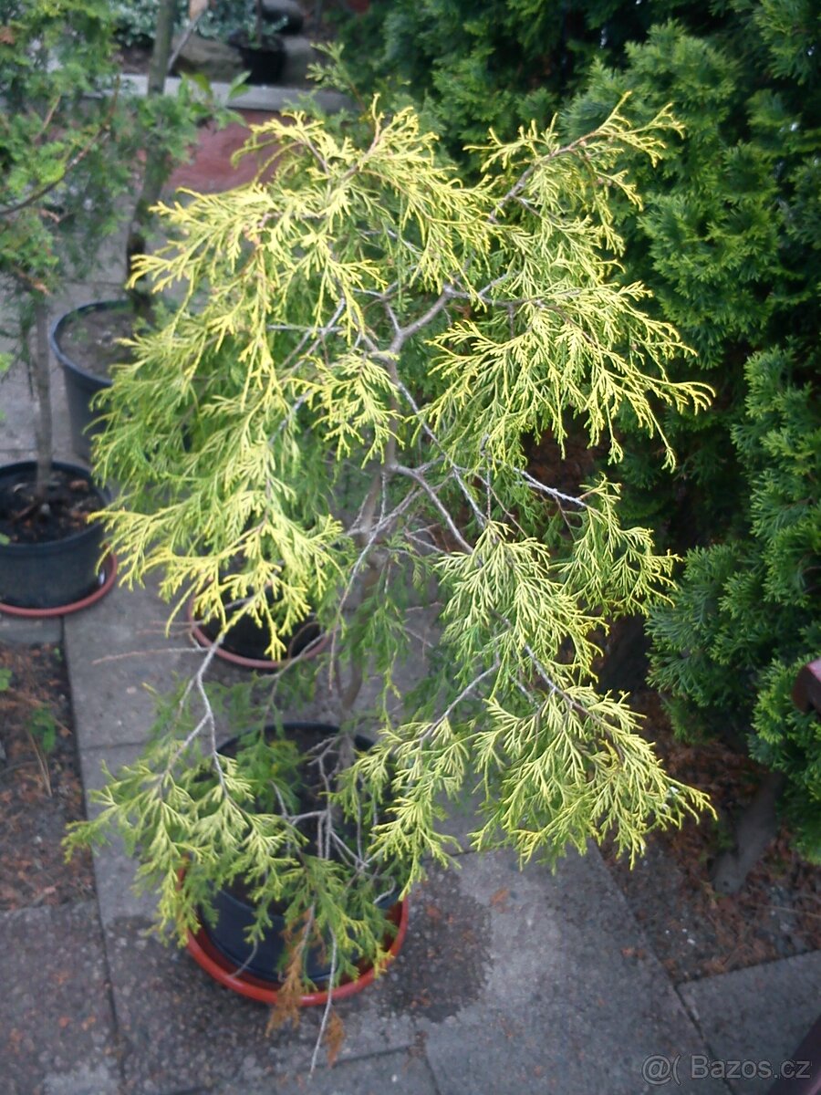 Borovice, smrčky, túje a další dřeviny - 2