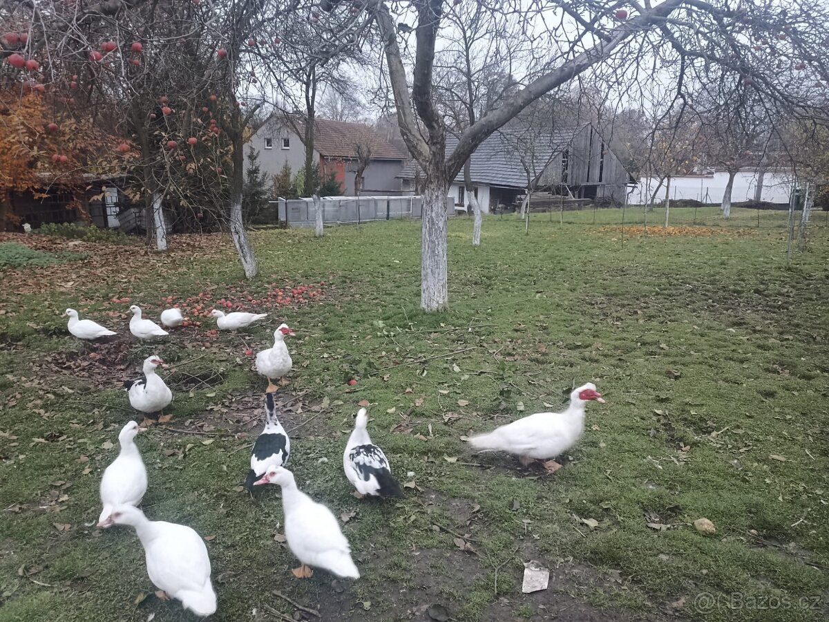 Vykrmené pižmovky akce 150,- - 2