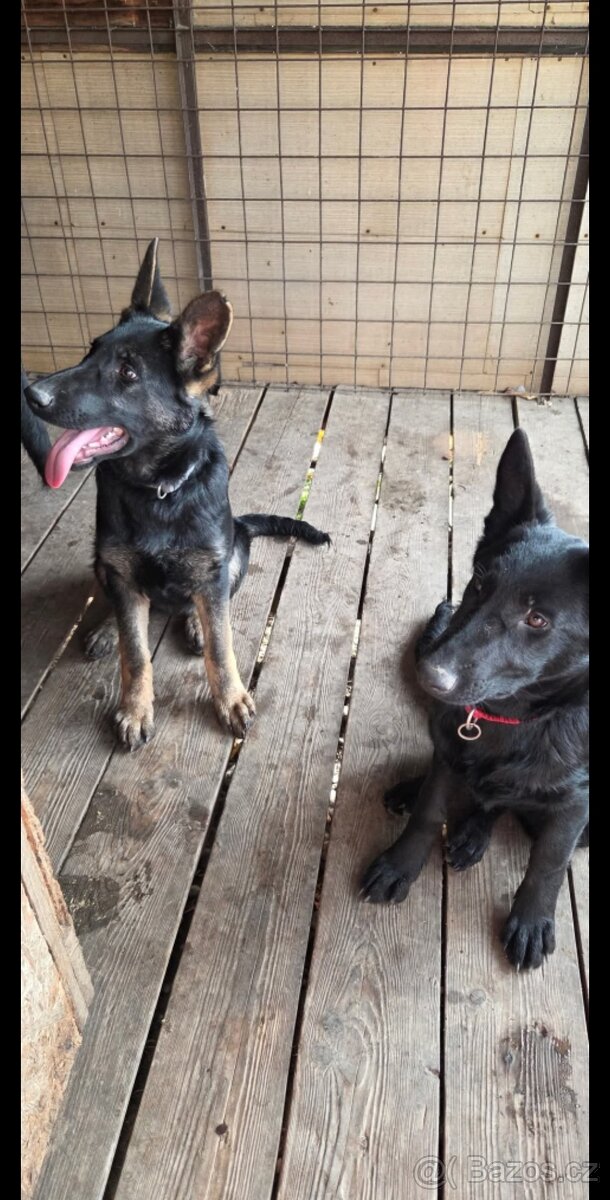 Německý ovčák štěně - 2