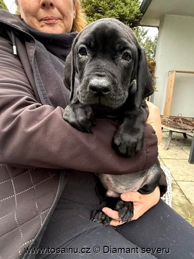 Tosa inu - veselé štěňátko vzácné černé barvy s PP - 2