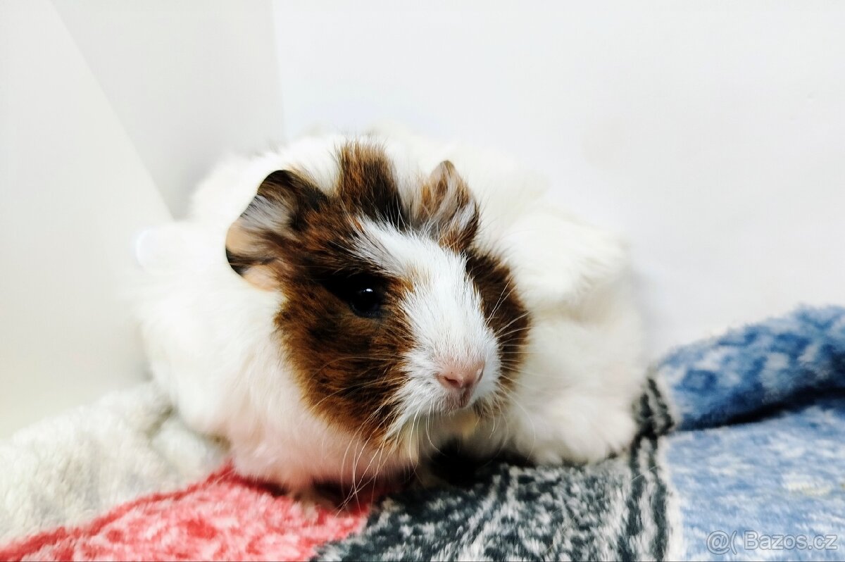 Morče, Morčata, Morčátko, Morčátka - GINA A GINA - 2