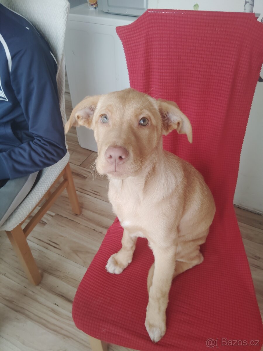 Prodám štěně - 2