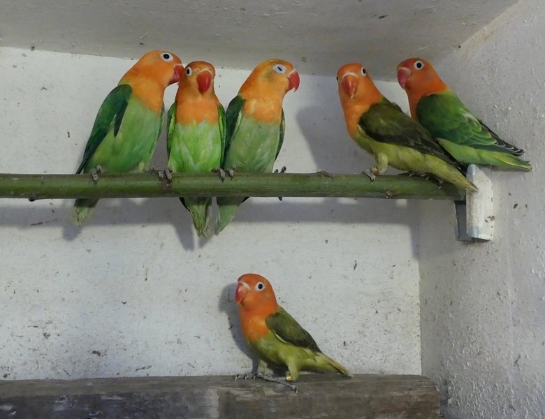 Agapornisové fischeri - 2