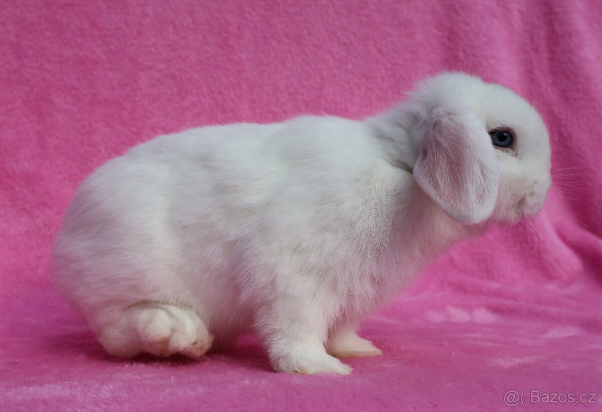 Modrooký zakrslý beránek . - 2