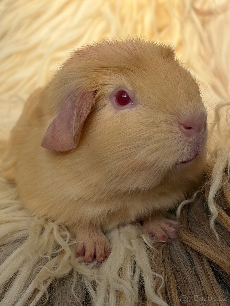 Morčátka s rodokmenem - 2