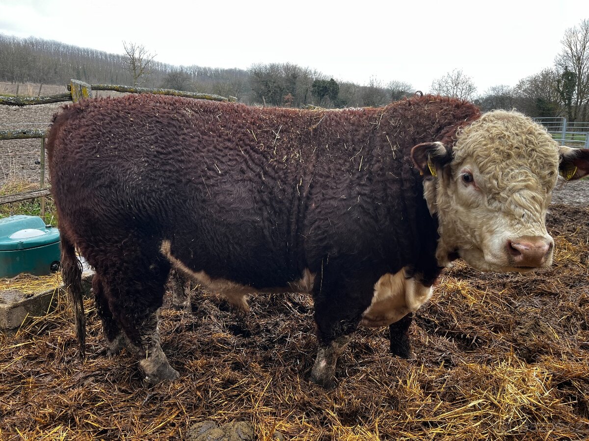 Plemenný býk Hereford - 2