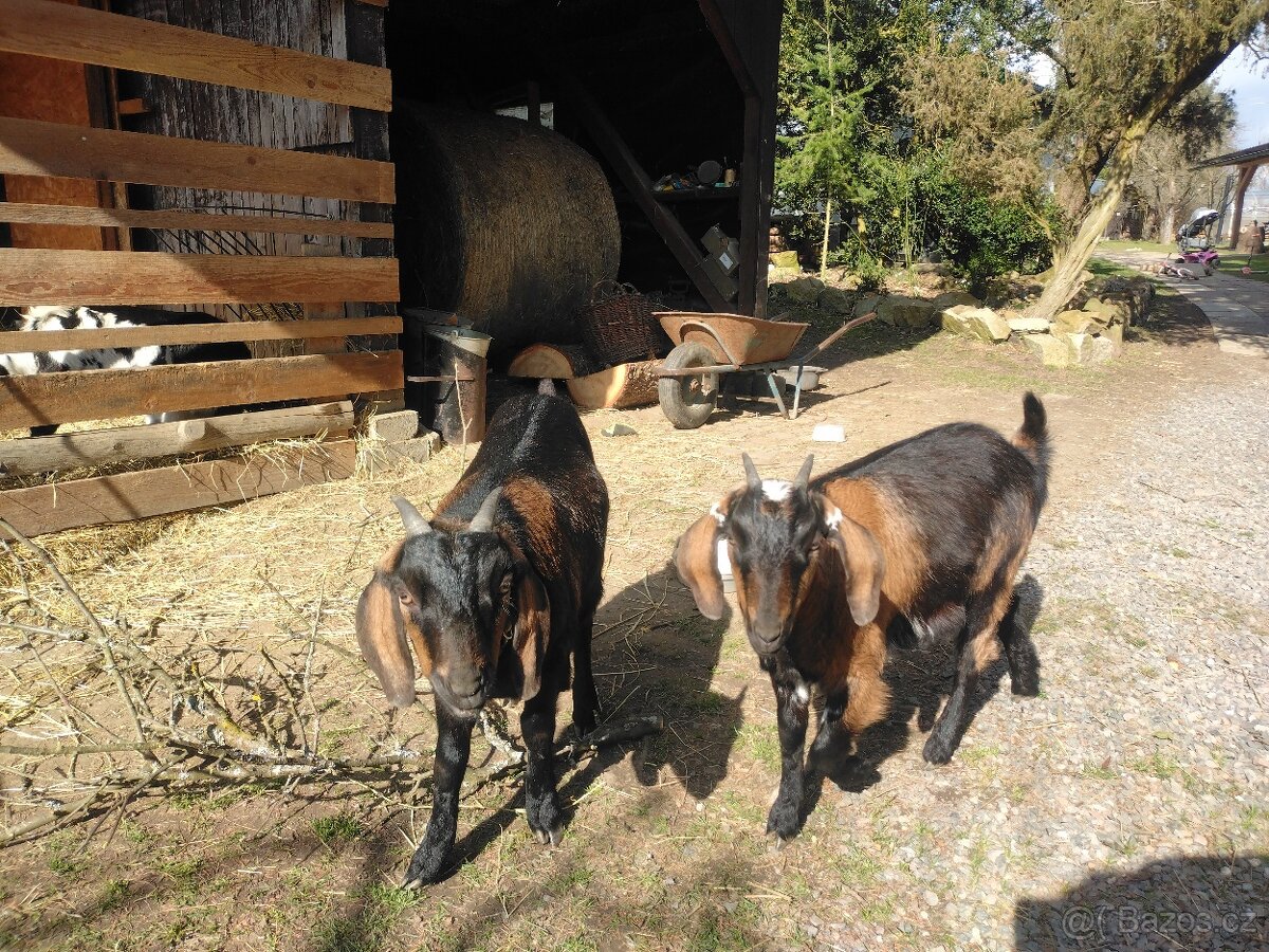 Kastrovaný kozlík - 2