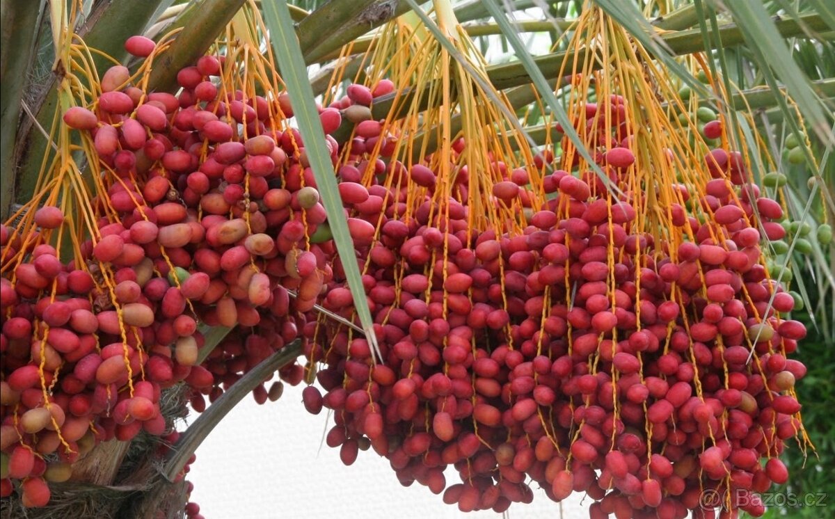 Datlovník pravý-Phoenix Dactylifera 400Kč - 2