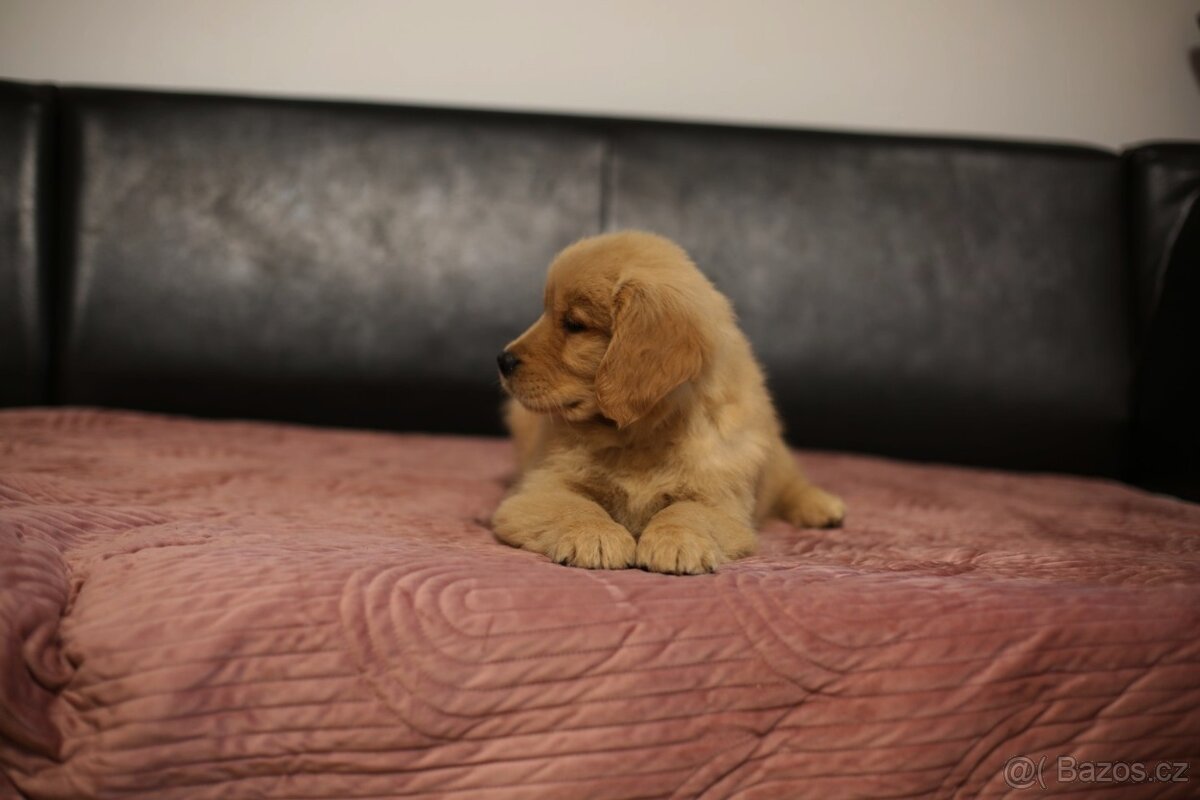 GOLDEN RETRIEVER- ZKwP/FCI, american type,zlatý retrívr - 2