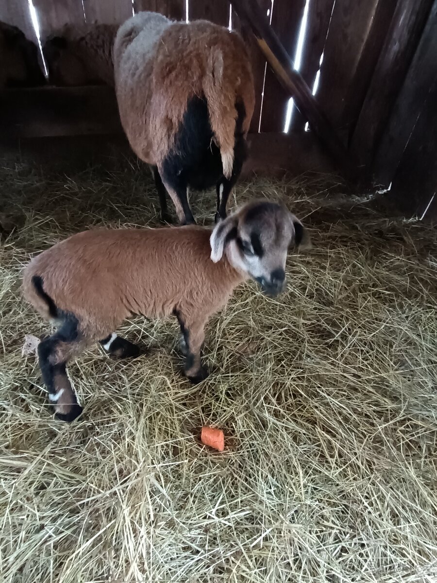 Prodám kamerunské beránky - 2