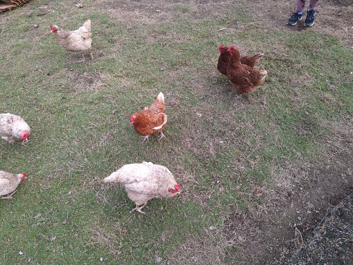 Prodám domácí vajíčka - 2