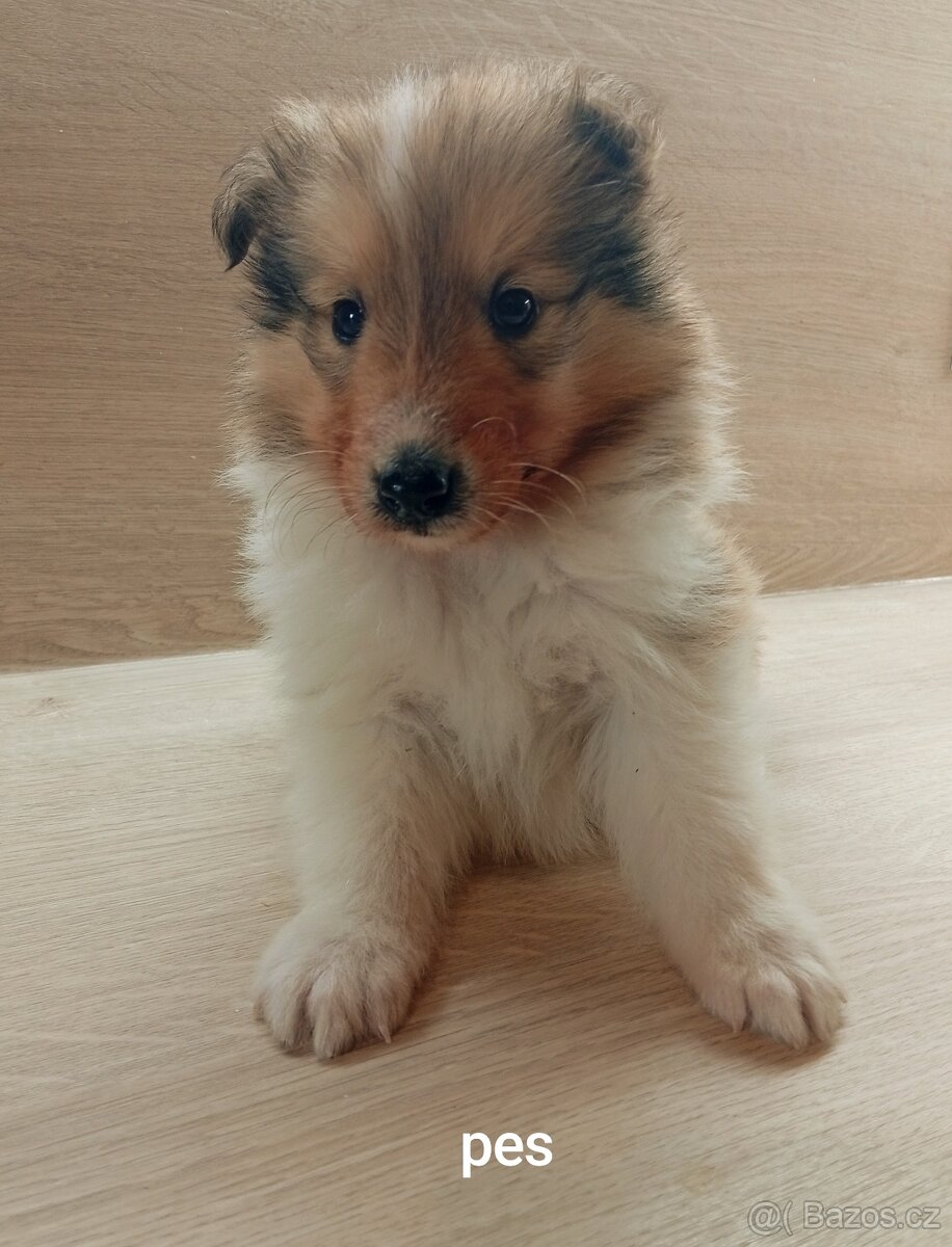 Kolie dlouhosrstá - 2