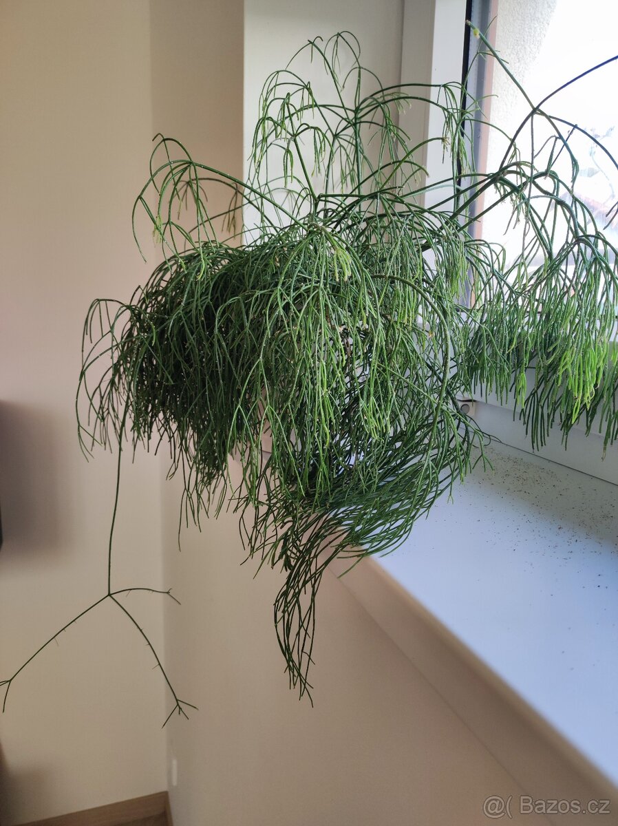 Rhipsalis baccifera (Věšák přeslenatý) - 2