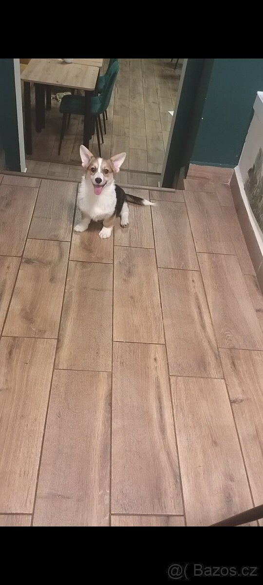 Welsh Corgi Pembroke FCI - 2