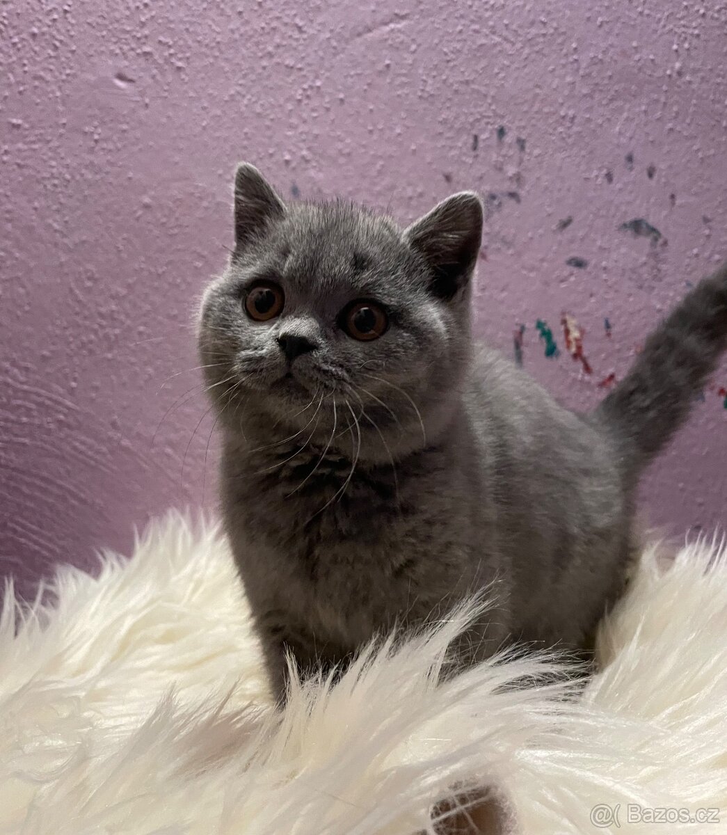 Britská modrá krátkosrstá s pp - 2