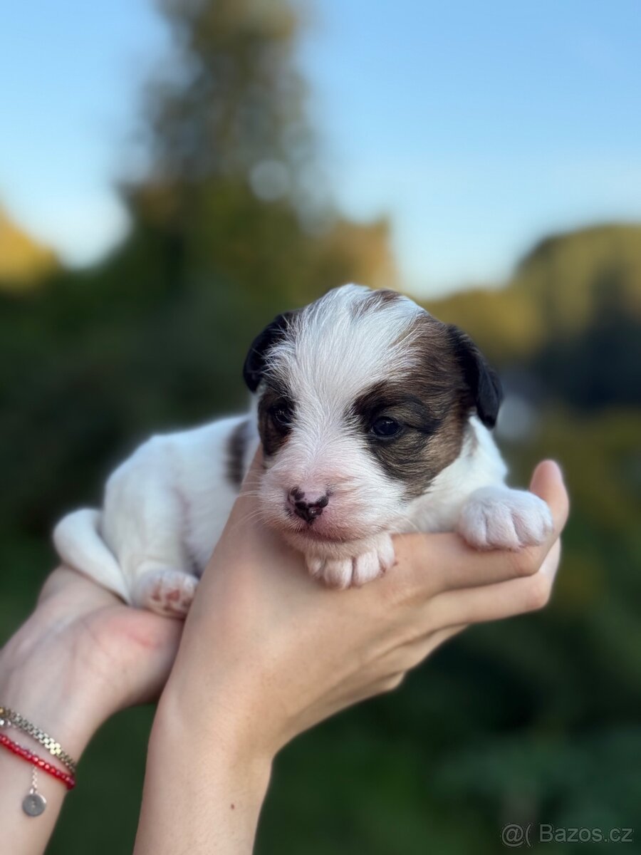 Jack Russell Teriér s PP - 2