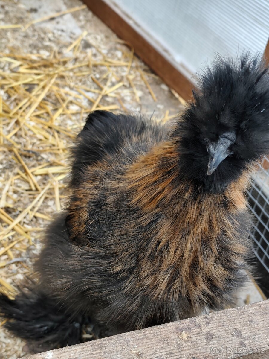 kohoutek hedvábničky 4 měsíce - 2