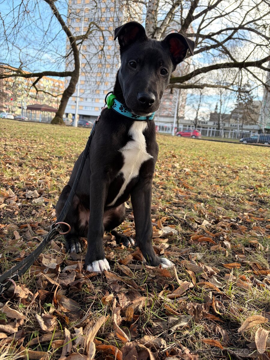 Prodám staforda 6 měsíců. - 2