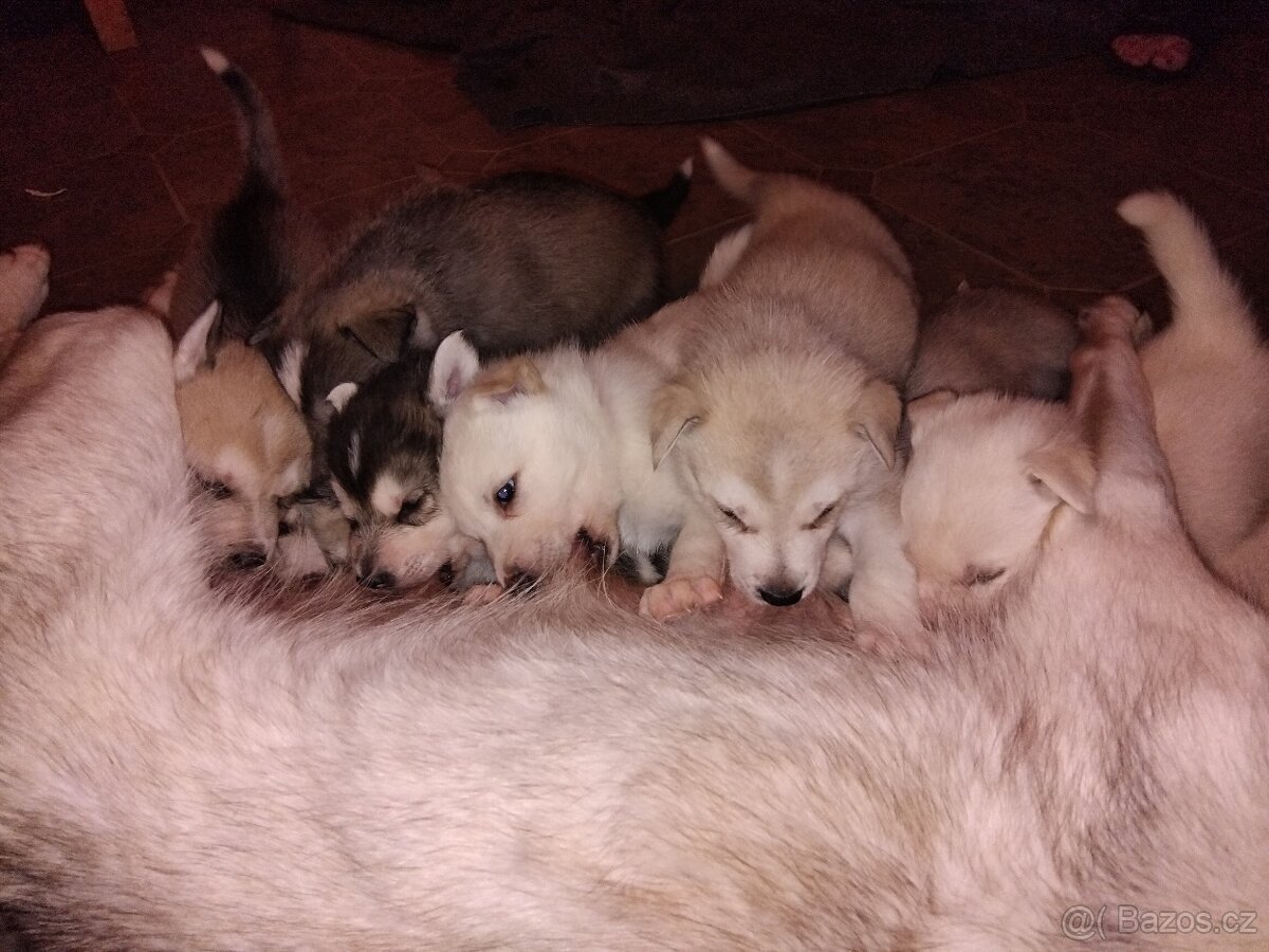 Rezervace husky štěňat - 2