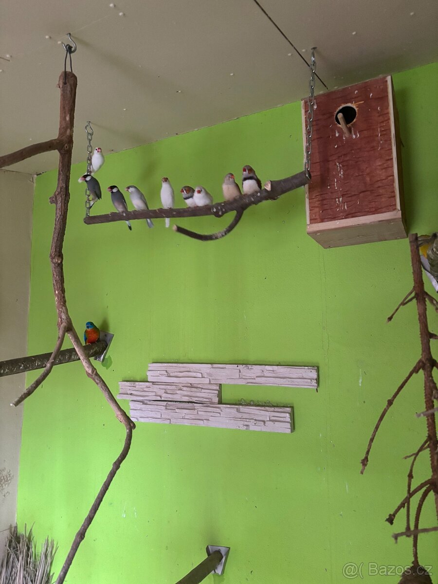 rýžovník šedý - 2