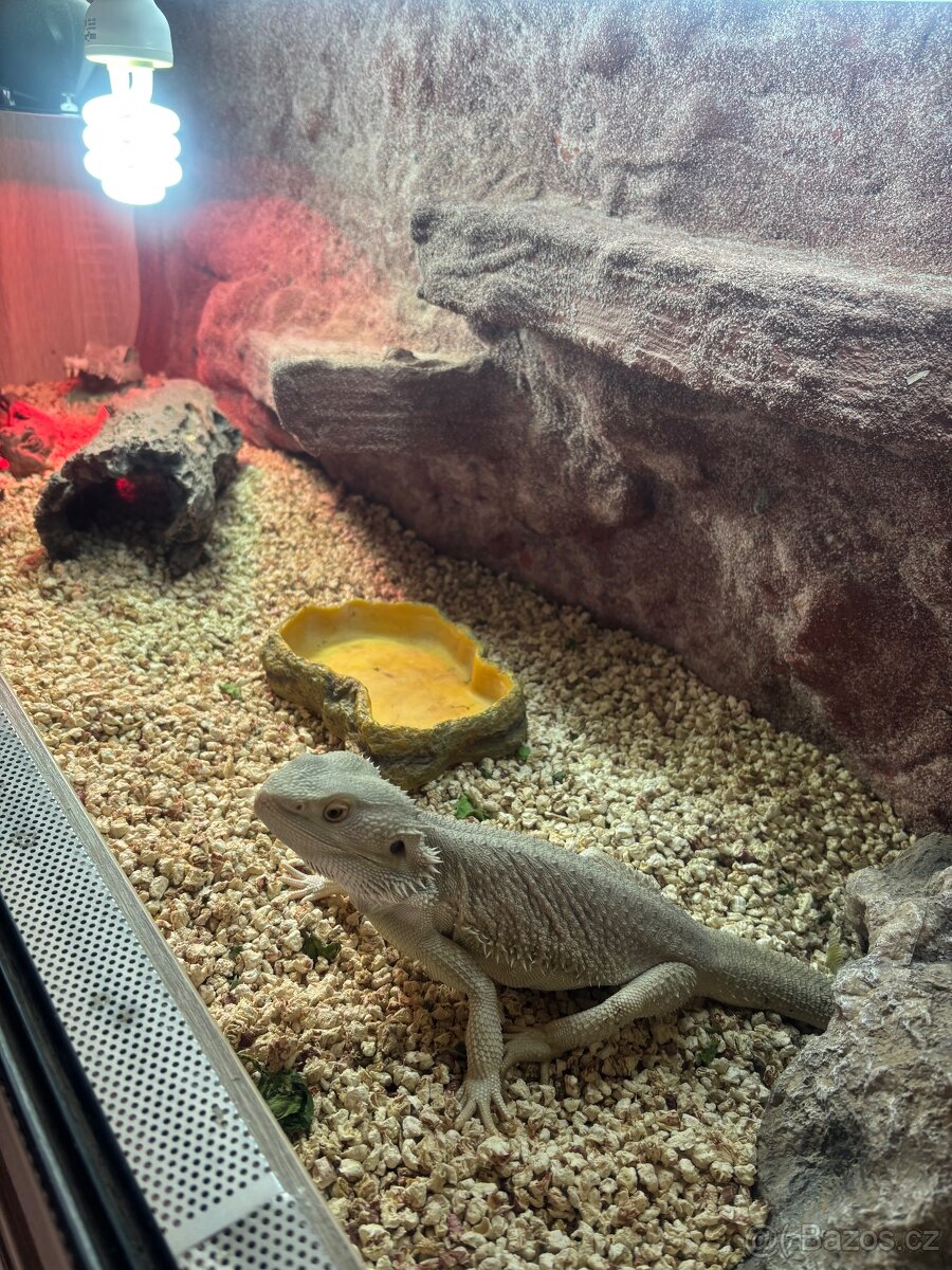 Agama samec zero + terárium - 2