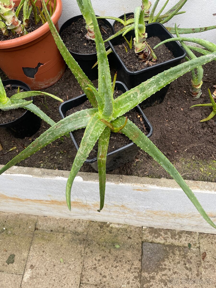 Aloe vera a jiné květiny - 2